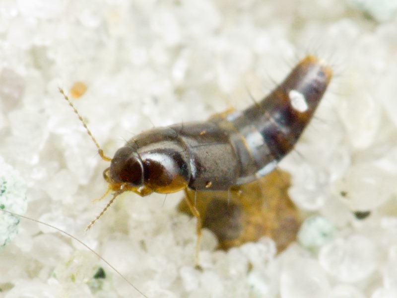 Habrocerus capillaricornis (Gravenhorst, 1806)